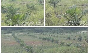 IMG-20260325-WA0001 Aset Desa