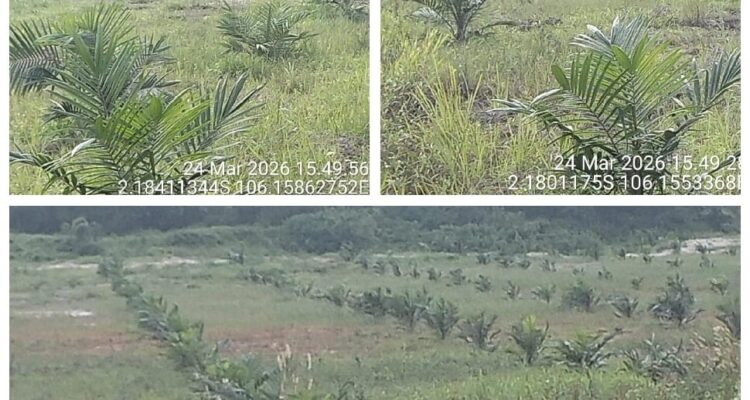 IMG-20260325-WA0001 Aset Desa